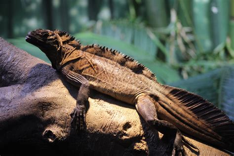 iguana in bisaya|Philippine sailfin lizard .